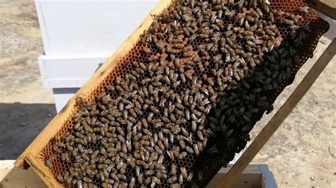 Ana arı görüntüsü